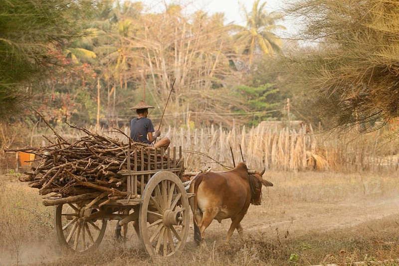 Oxcart transporting firewood