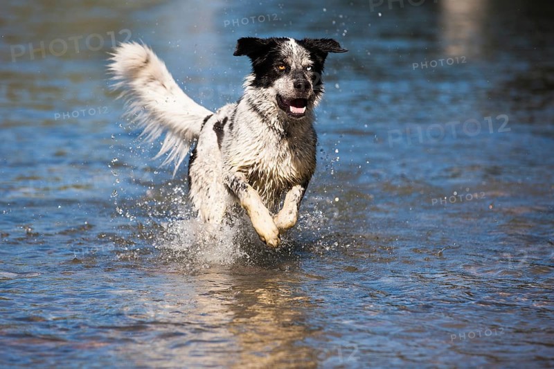 Husky Munsterlander Labrador mixed-breed dog
