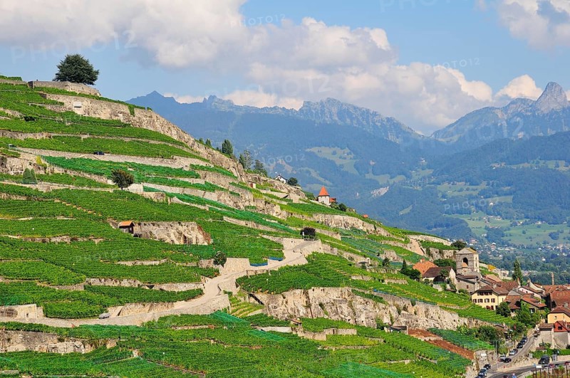Terraced vineyards with solitary trees