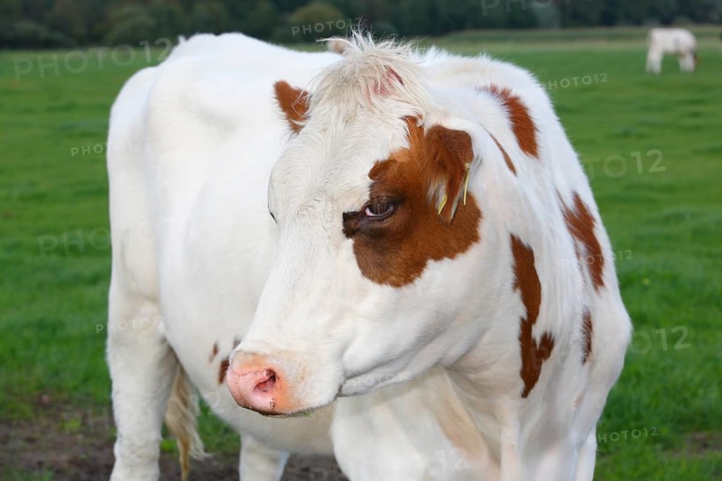 Red Holstein dairy cow on the pasture