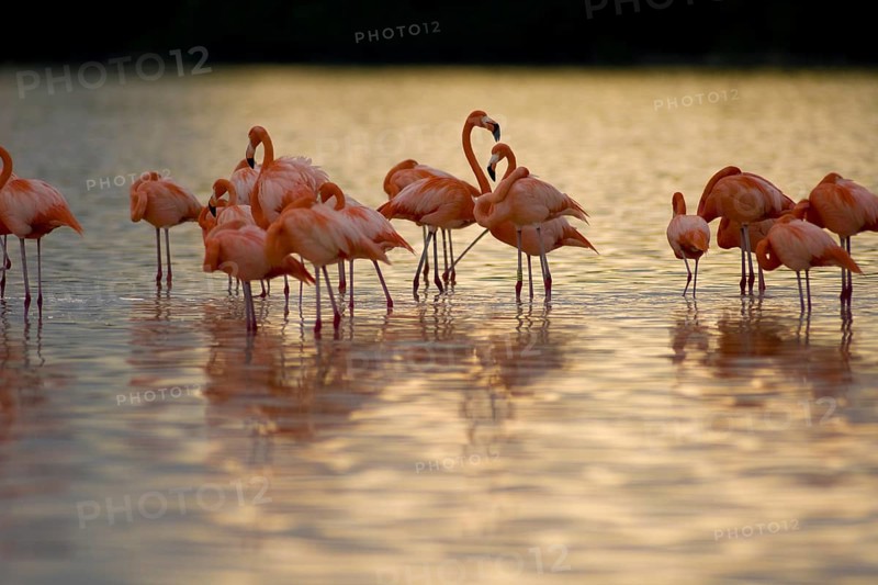 American flamingos (Phoenicopterus ruber)