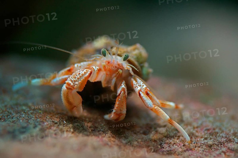 Common Hermit Crab (Pagurus bernhardus