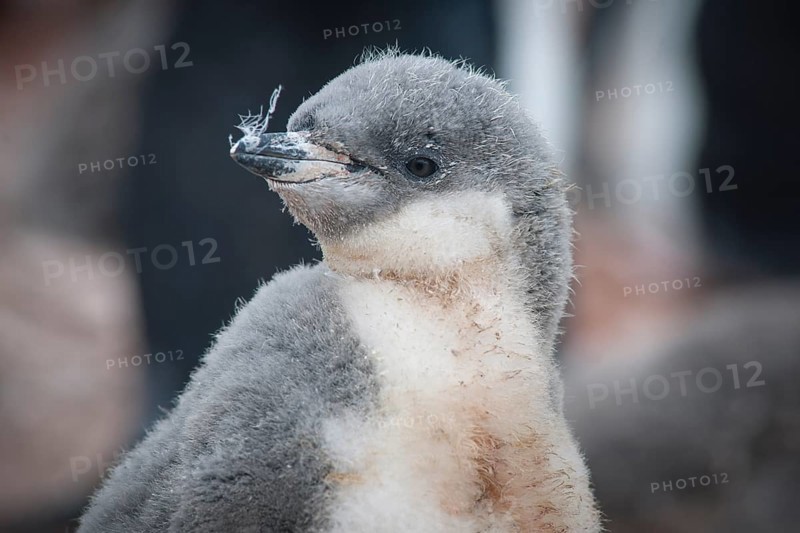 Chinstrap Penguin (Pygoscelis antarcticus)