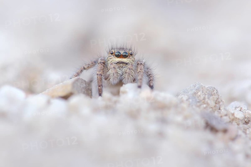 Gold eyes jumping spider (Philaeus chrysops)