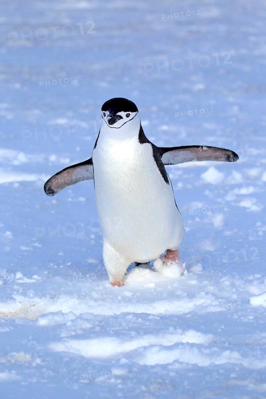 Chinstrap Penguin (Pygoscelis antarctica)