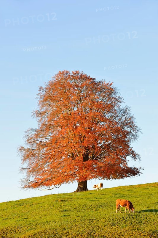 European Beech (Fagus sylvatica) in autumn