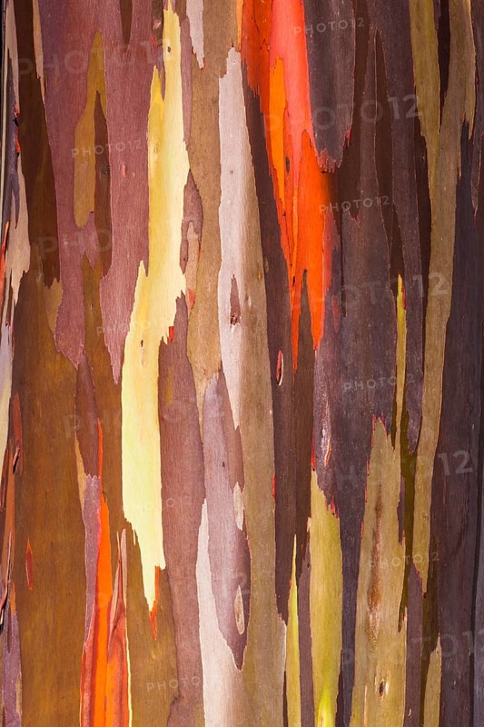 Coloured bark of a Eucalyptus Tree (Eucalyptus sp.)
