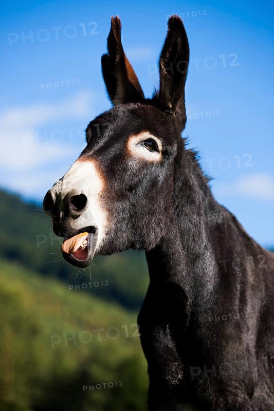 Donkey