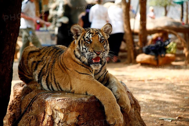 Tiger Temple or Wat Pa Luangta Bua