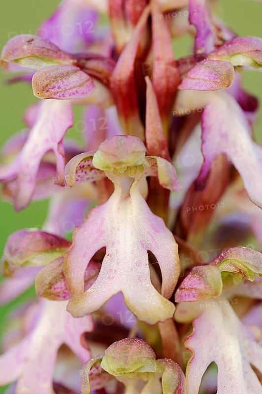 Roberts Mastorchis (Barlia robertiana