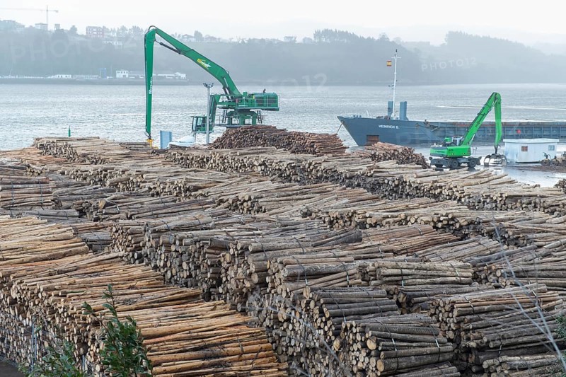 Logs of Tasmanian Blue Gum