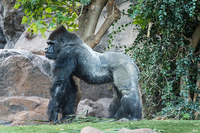 Silverback