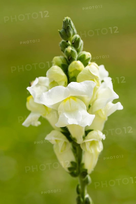 Garden Snapdragon or Common Snapdragon (Antirrhinum majus)