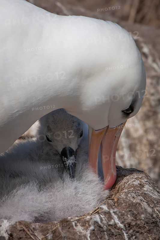 Black-browed Albatross or Black-browed Mollymawk (Thalassarche melanophris)
