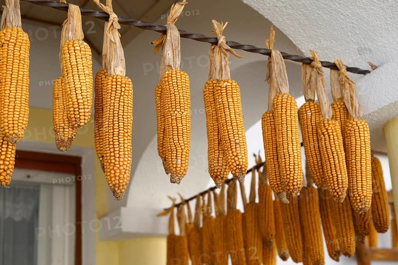 Corn cobs drying outside a farm house