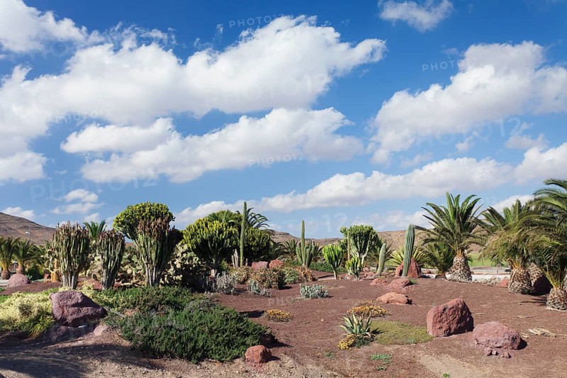 Palm trees