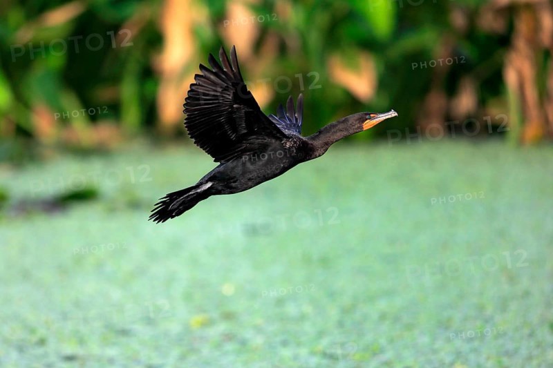 Double-crested Cormorant (Phalacrocorax auritus)