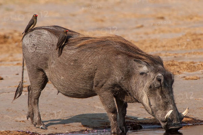 Warthog (Phacochoerus arthiopicus) with a Red-billed Oxpecker (Buphagus erythrorhynchus)