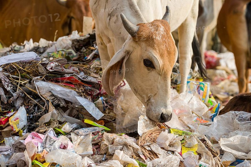 Cattle foraging in a heap of garbage