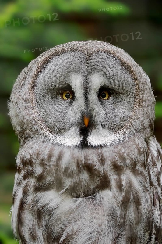 Eurasian Great Gray Owl (Strix nebulosa lapponica)