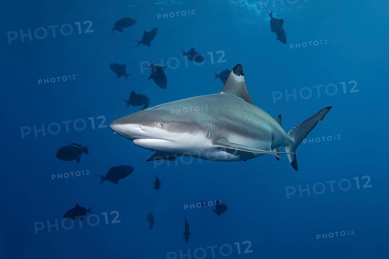 Blacktip Reef Shark (Carcharhinus melanopterus) and Redtoothed Triggerfish (Odonus niger)