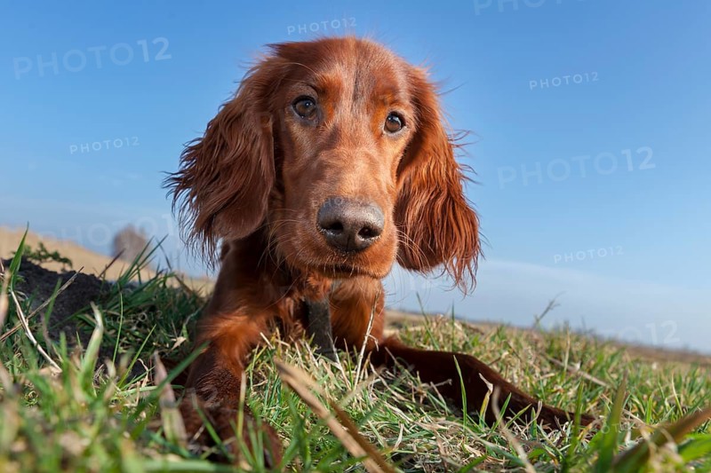 Irish Setter dog lying in a field