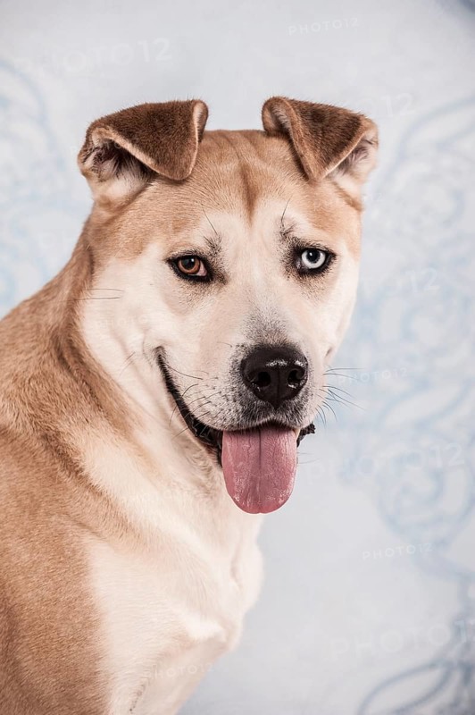 Akita Inu mixed-breed dog