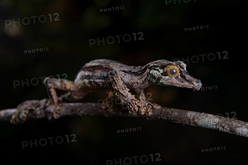 Flat-tailed gecko (Uroplatus sikorea)