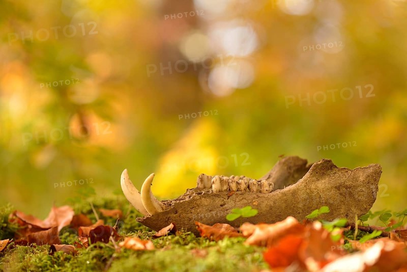 Mandible of a wild boar lying on the forest floor