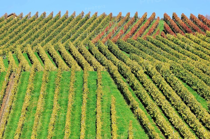 Vineyard in autumn