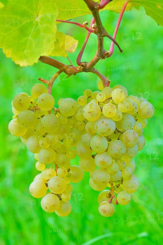 Ripe grapes