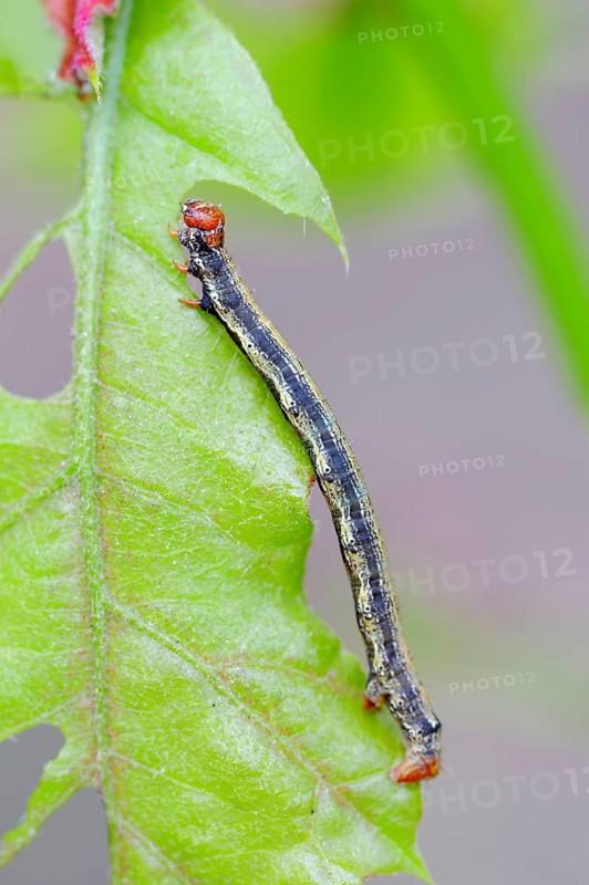 Caterpillar