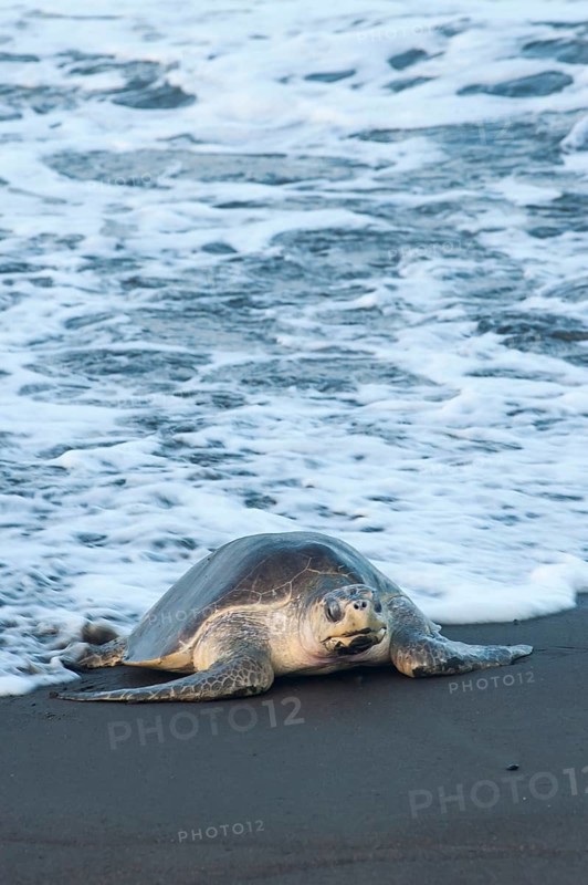 Olive Ridley Sea Turtle (Lepidochelys olivacea)