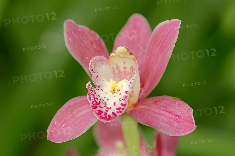 Boat orchid (Cymbidium sp.)