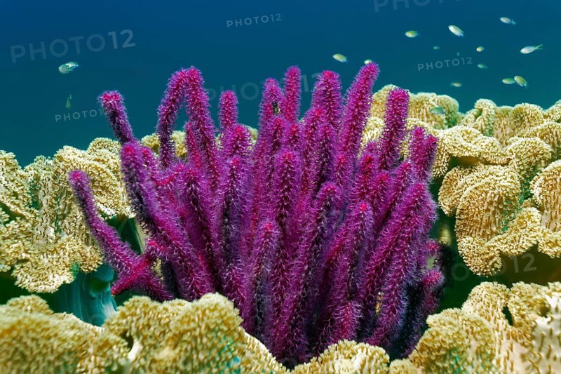 Red sea whips (Ellisella sp.)