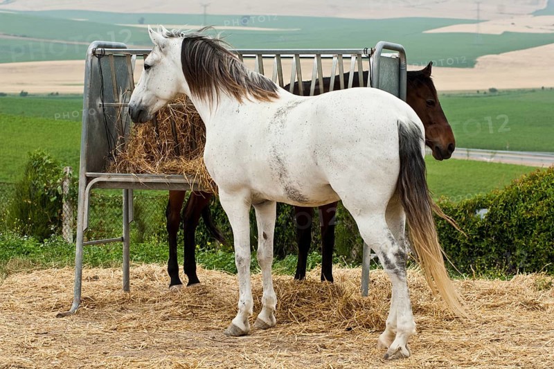 Lusitano horse