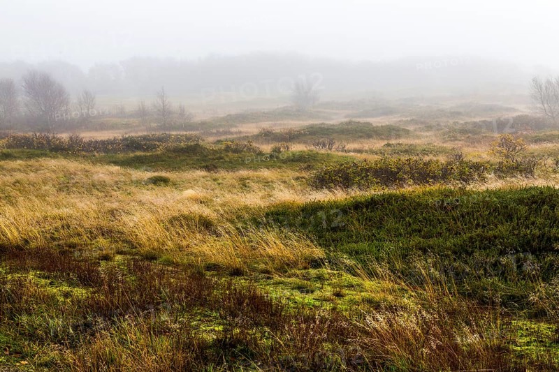 Marshes in winter