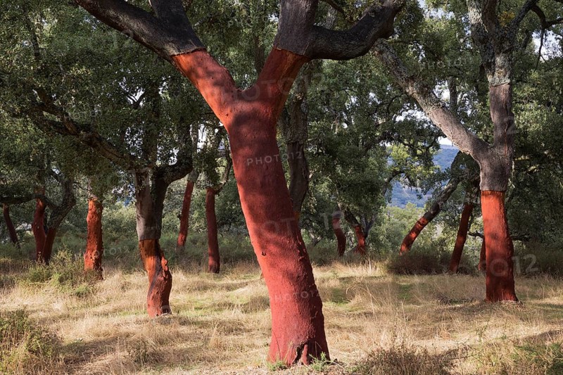 Recently stripped Cork Oaks (Quercus suber) in the Sierra de Grazalema