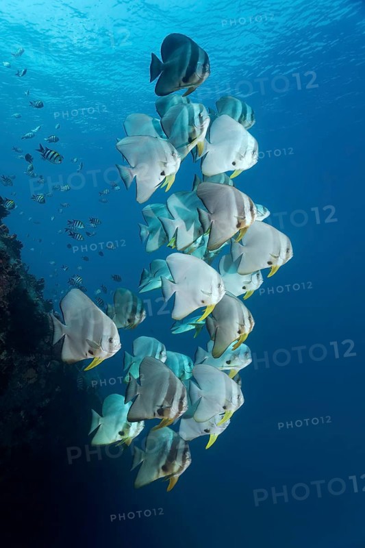 Teira Batfish (Platax teira)