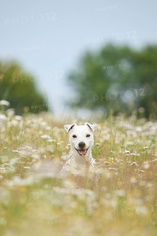 Jack Russell - Parson Russell Terrier