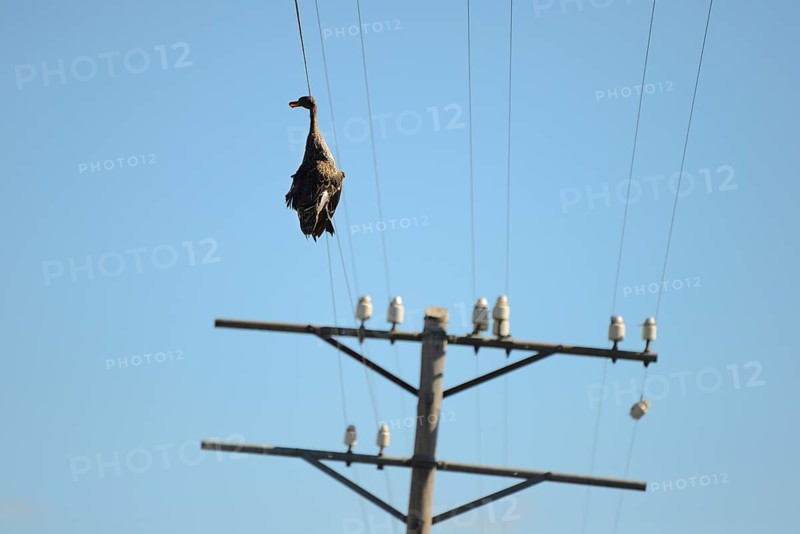 Dead duck hanging on a power line