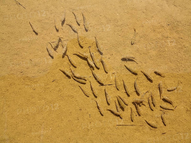 Death Valley pupfish (Cyprinodon salinus salinus)