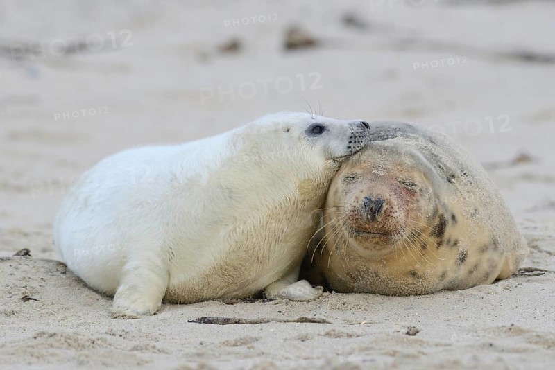 Grey Seals (Halichoerus grypus)