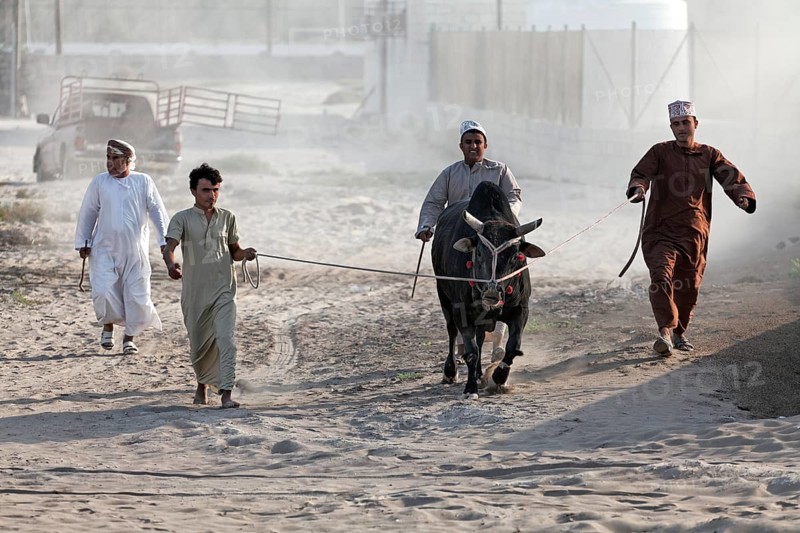 Omanis wearing traditional clothing leading a bull on a leash to a bull fight