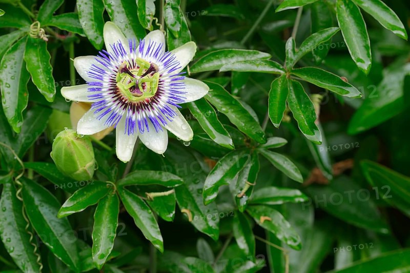 Blue Passion Flower (Passiflora caerulea)