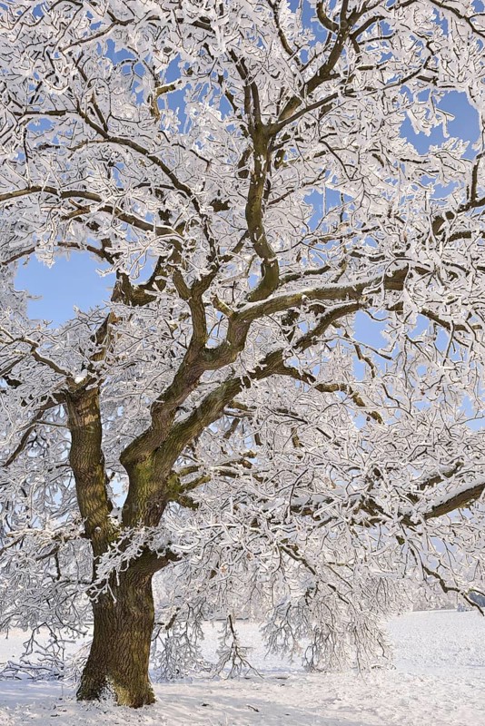 Winter landscape