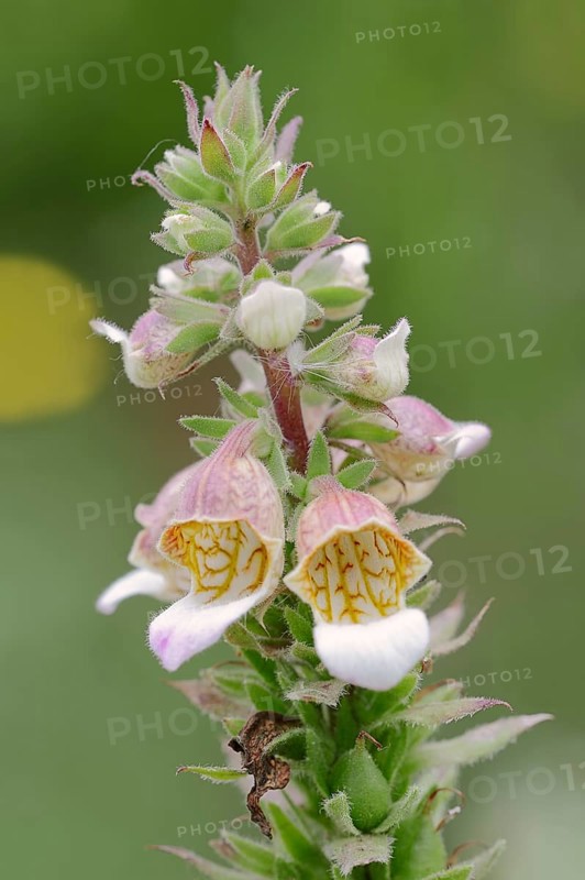 Woolly Foxglove (Digitalis lanata)