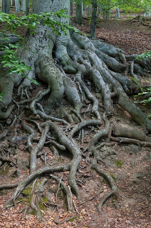 Tree roots of a Beech (Fagus sp.)