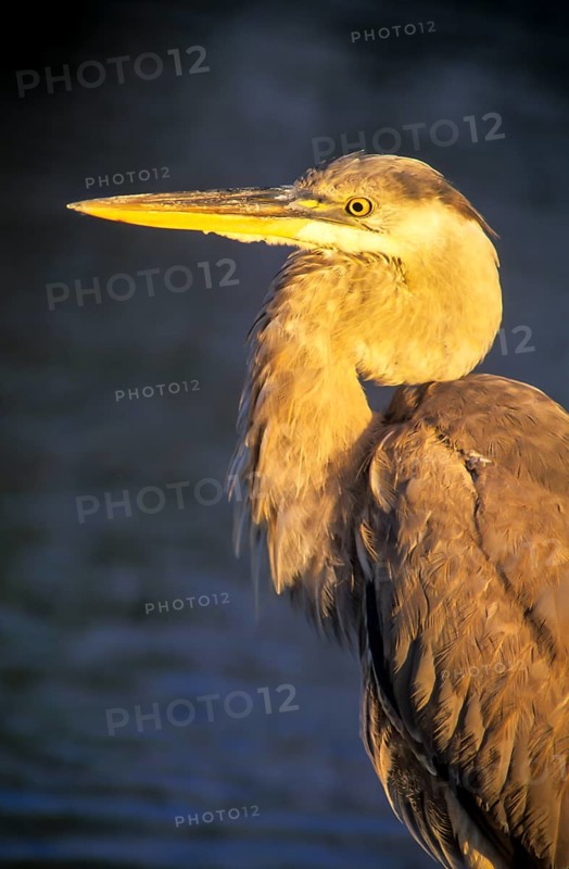 Great Blue Heron (Ardea herodias)