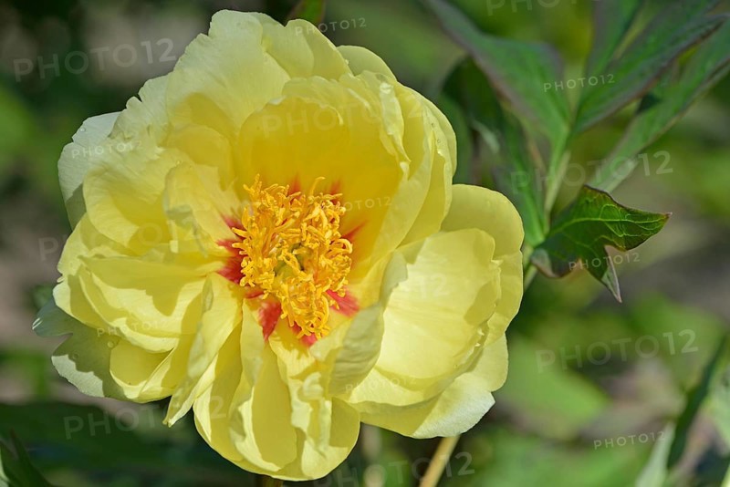 Tree Peony (Paeonia suffruticosa 'Gigh Noon')